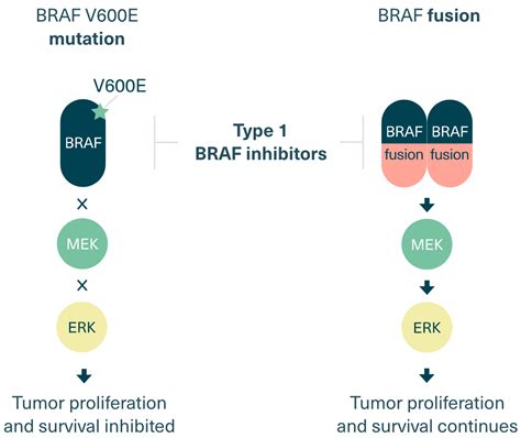 Targeting Braf In Plgg Day One Biopharmaceuticals