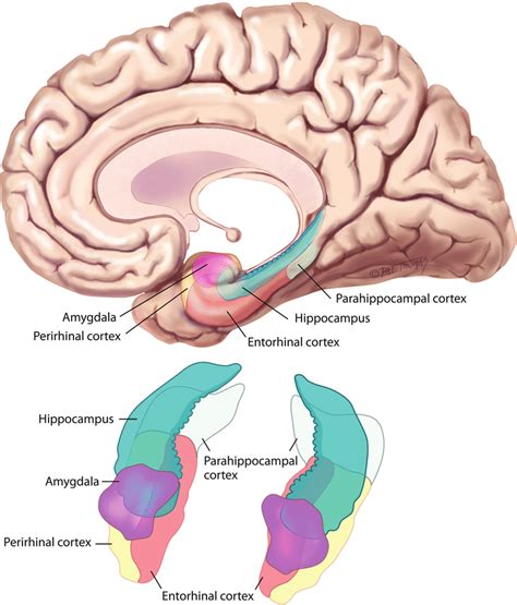 The Medial Temporal Lobe Consists Of The Hippocampal Formation Download Scientific Diagram