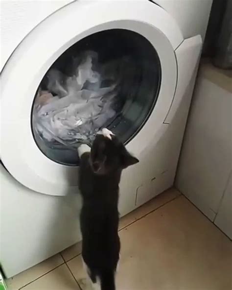 This Is Why Washing Machines Have Windows Lolsnaps In 2021 Cats