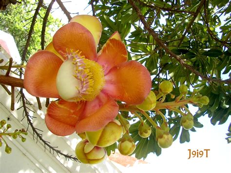 สาละลังกา Cannonball Tree Sal Flower Sala Tree Thaila Flickr