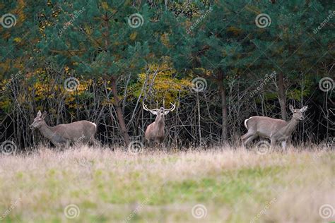Red Deer In Mating Season Stock Photo Image Of Beautiful 101866132