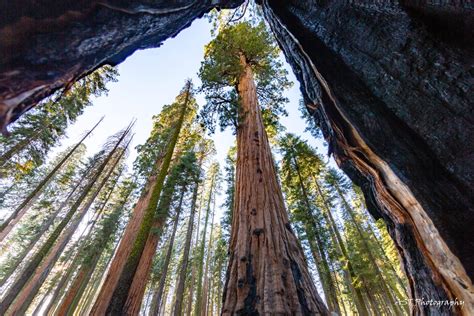 Sequoia National Park Visitor Guide Everything You Need To Know