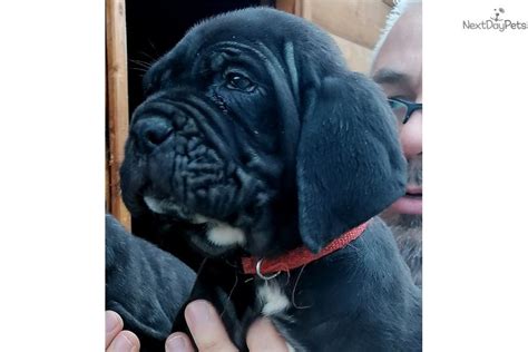 Yahoo Neapolitan Mastiff Puppy For Sale Near Budapest Hungary