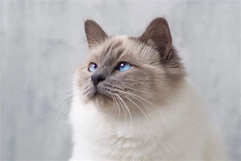 Birman Cat Breed Information And Pictures