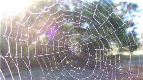 Worlds Biggest Strongest Spider Webs Discovered