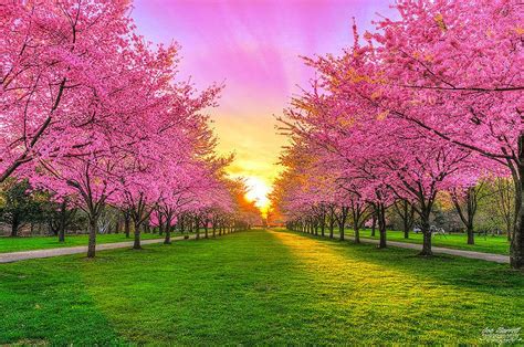 Cherry Blossoms In Perspective Beautiful Nature Nature Landscape