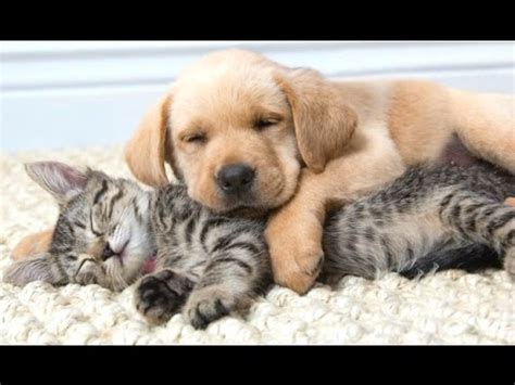 Check spelling or type a new query. Funny Cats And Dogs Sleeping Together - A Cute Animals ...
