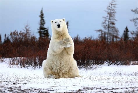 Aurora Borealis Archives Churchill Wild Polar Bear Tours