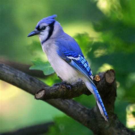 “are Adam And Blue Jay Dating” Detailed Content Outline Birds Of The Wild