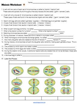 Meiosis Worksheet Answer Key Meiosis Worksheet Key By Biologycorner