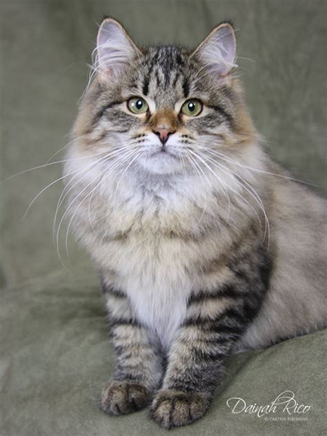 Cartier Siberians Dainah Rico Siberians Siberian Cat Breeder