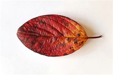 How To Draw Leaves With Colored Pencils Alva Sires