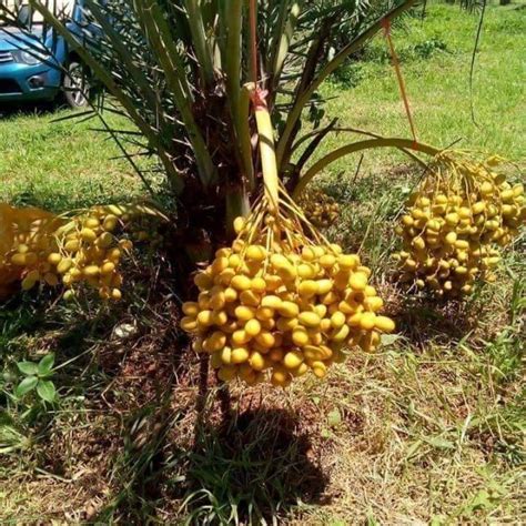 Menanam pokok kurma di malaysia dikatakan sangat pelik dan jarang berikutan pokok yang berasal dari tanah arab itu dianggap tidak mampu hidup di manap, 39, membuktikan bahawa tanggapan itu meleset apabila dia berjaya membuat pembenihan dan penanaman anak pokok kurma sejak lebih. Pokok kurma thailand sesuai ditanam di malaysia | Shopee ...