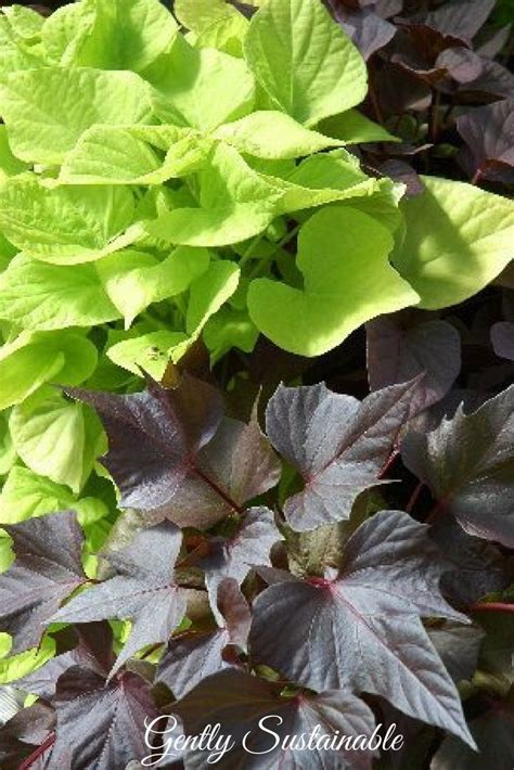 Plants→sweet potatoes→sweet potato vine (ipomoea batatas 'sweet caroline sweetheart purple'). How to Grow Sweet Potatoes Indoors (With images) | Potato ...