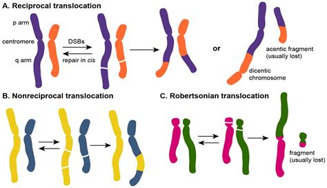 Chromosomal Mutations Translocation