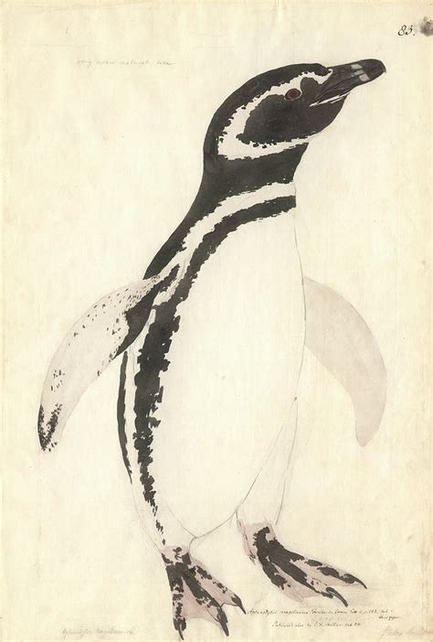 Magellanic Penguin Photograph By Natural History Museum London Fine