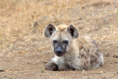 Spotted Hyena Kruger National Park South Africa Stock Image Image