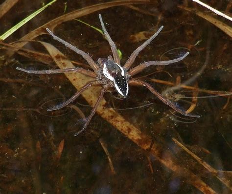 Raft Spider Raft Spider Dolomedes Fimbriatus Pisauridae Flickr