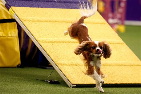 141st Westminster Kennel Club Dog Show