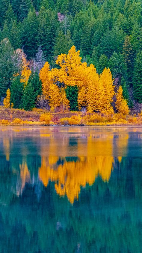 Download Wallpaper 938x1668 Forest Trees Lake Water Reflection