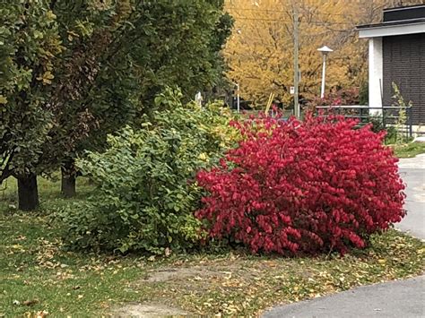 This Amazingly Red Bush That Used To Be Green Rpics