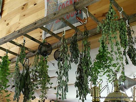 157 Best Images About Herb Drying Rack On Pinterest