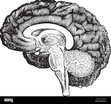 Vertical Section Of The Profile Of A Human Brain Vintage Engraving