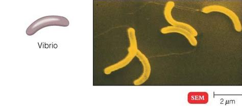 Himadris Blog Bacterial Shapes