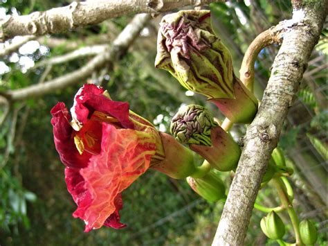 Kigelia Africana Sausage Tree Nature Reserve Plants Herbs