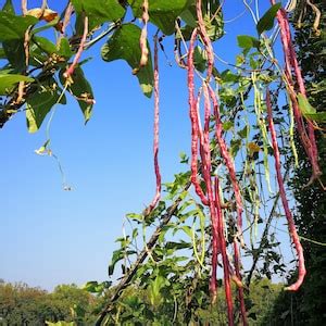 Red Ripper Cowpea Cow Pea Southern Pea Vigna Unguiculata Legume Bean Vegetable Seeds Etsy