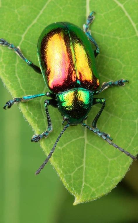 The Bright Green Beetle This Pretty Insect Has Inspired The Make And