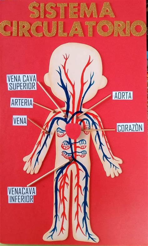 Maqueta Sistema Circulatorio Maquetas Escolares Sistema Circulatorio