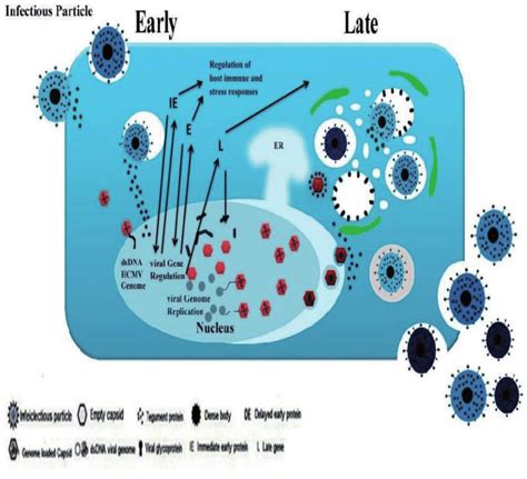 Overview Of The Human Cytomegalovirus Life Cycle Download Scientific
