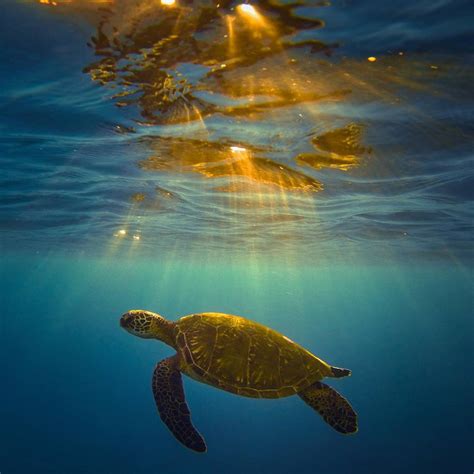 Earth Pics On Twitter Hawaii Sea Life Photo By Jonavan Crail