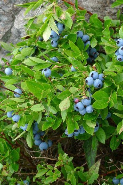 Wild Newfoundland Blueberries Photo