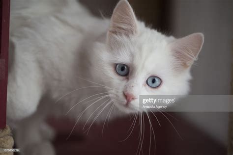 A Blue Eyed Turkish Angora Cat Also Known As Ankara Cat Is Seen