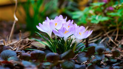 Full Hd Nature Wallpaper For Laptop With Spring Flower In 1080p Hd