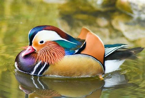 Photo Credit File Photo Mandarin Duck Bird Watchers Lake Park