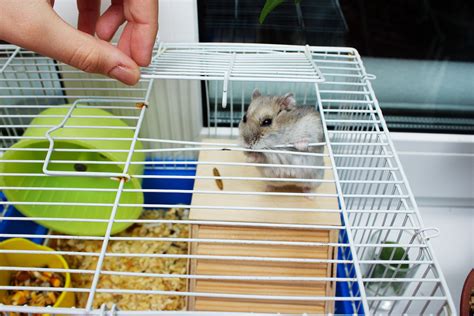 Keeping Your Hamster And Its Cage Clean Forever Vets
