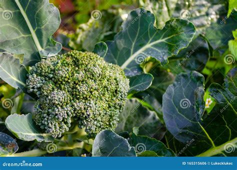 Broccoli Plant With Flower Head Growing In Home Garden Stock Photo