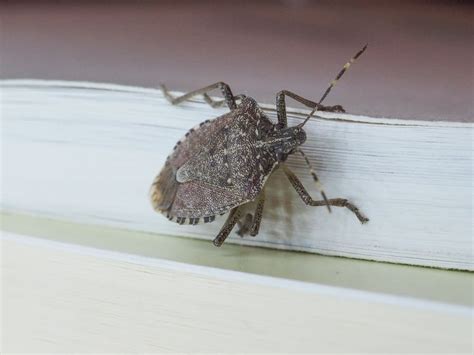 Common House Bugs In Ohio You Need To Watch Out For