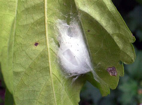 Insect Cocoon Free Photo Download Freeimages