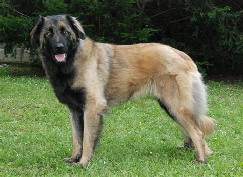 Estrela Mountain Dog Breed History Health And Characteristics