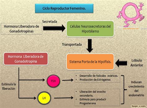 Mapa Conceptual Del Aparato Reproductor Femenino Kulturaupice