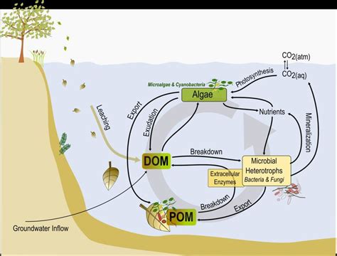 Origin And Processing Of Organic Matter In The Aquatic Microbial Loop