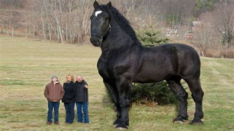 This Is The Biggest Horse To Ever Roam The Planet Big Horse Breeds