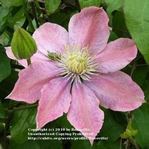 If you can't find it, use the text search instead which searches out all the known alternatives. Clematis 'Little Mermaid' in the Clematis Database ...