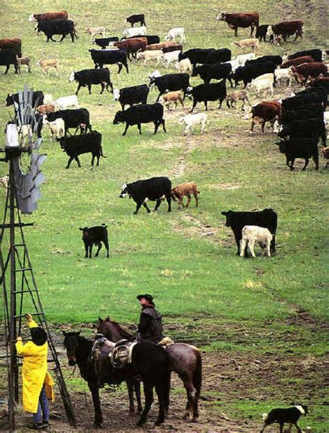 Livestock Ranching Locations Livestock Cattle