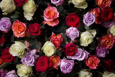 Check out this fantastic collection of valentine day flower wallpapers, with 133 valentine day flower background images for your desktop, phone or tablet. 3 Valentine's Day gift ideas for flower lovers, garden ...