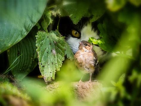 How Many Birds Do Cats Kill Stats Prevention Birdfact